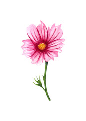 Watercolor cosmos flower isolated on white background. Hand drawn singl wildflower with pink petals and green leaves