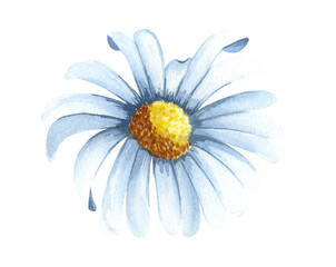 Watercolor chamomile flower isolated on white background. Hand drawn wildflower with white petals anf green leaves.