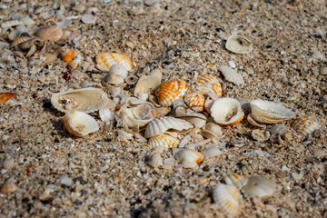 seashells on the beach