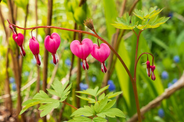 The rose bleeding heart close-up in the garden