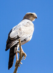 African Goshawk in Kruger Park