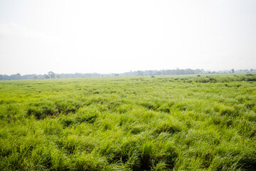 Inside view of Kaziranga National Park of northeast Indian state of Assam. Watchtower of Kaziranga National Park.
