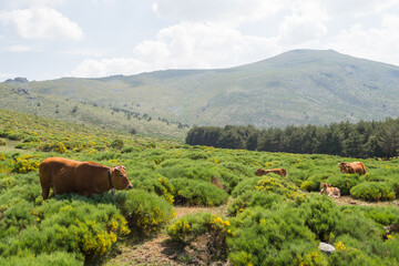 cows among bushes