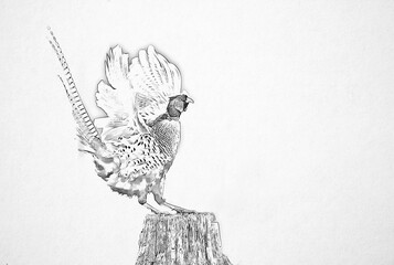 Ringneck Pheasant (Phasianus colchicus) male sketch