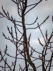 tree branches against white sky