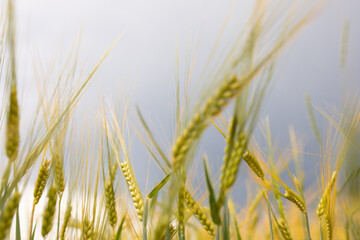 Fototapeta premium Kornfeld - reifes Weizenfeld mit goldenen Ähren