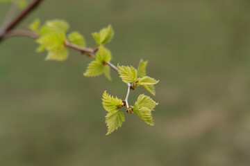 Birch branch with tiny young delicate leaves, selective focus, natural blurred greenish-gray background. A close up of new fresh light green birch leaves