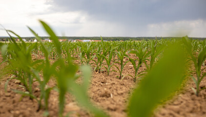 Maisfeld mit jungen Pflanzen