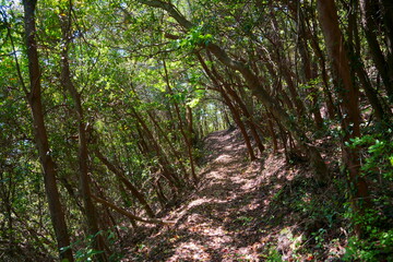 木漏れ日の林道