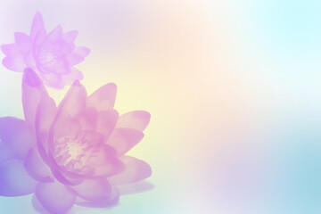 Obraz na płótnie Canvas Pink lotus flower, pink blooming flower, beautiful pastel color background