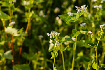 蕎麦の花
