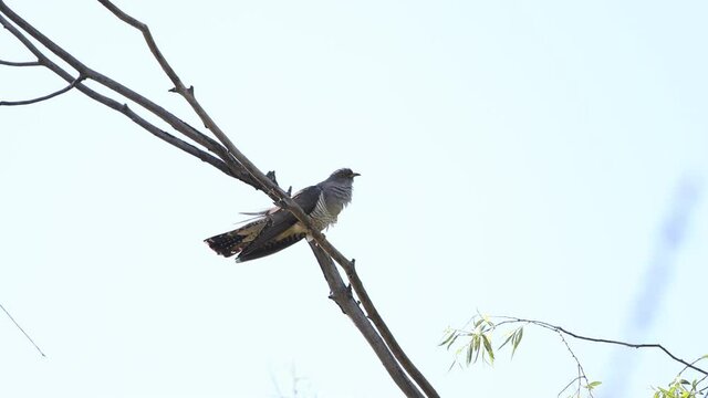 cuckoo sings sitting on a branch