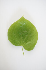 Fototapeta na wymiar Close up of single green lime, linden leaf (tilla) 