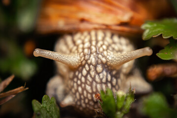 snail on a leaf