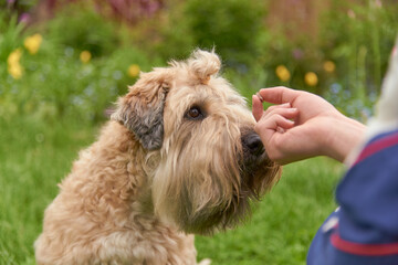 Photo of a dog, an Irish wheat soft-coated Terrier, receiving a reward for completing a command.