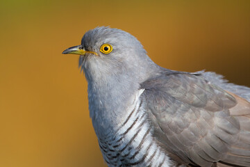 The Closeup of Cuckoo