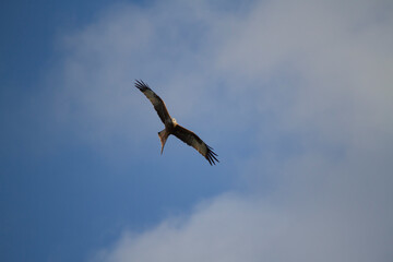 vulture in flight