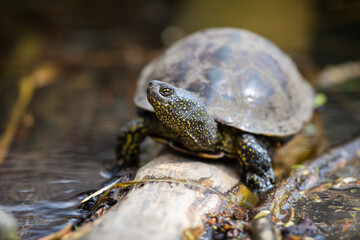 Fototapeta premium The swamp turtle