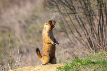 The Marmot