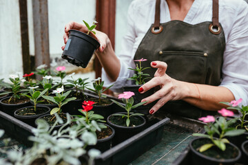 women working in flower nursery.small family business concept