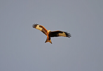 eagle in flight