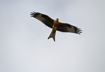osprey in flight