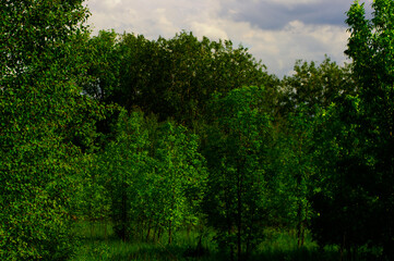 landscape with green trees on a summer day