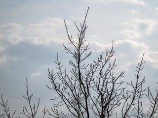 Fototapeta premium tree branches against white clouds