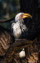 Portrait of a Southern Yellow-billed Hornbill in Kruger Park, Bateleur Bushveld Camp