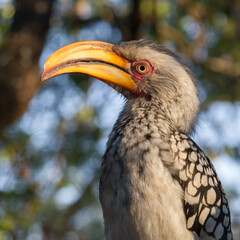 Portrait of a Southern Yellow-billed Hornbill in Kruger Park, Bateleur Bushveld Camp