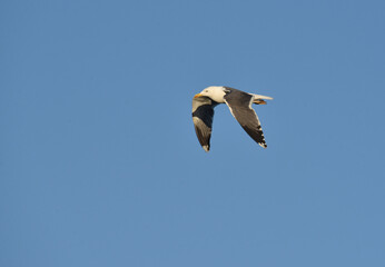 seagull flying in the sky