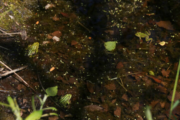 3 Frogs in a lake in Nuthe-Nieplitz Nature Park in federal state Brandenburg - Germany