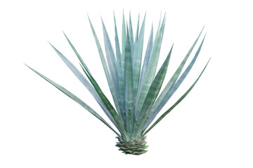 Agave plant isolated on white background. clipping path. Agave plant tropical drought tolerance has sharp thorns.