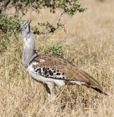 Kori Bustard scanning the sky for raptors