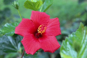 Red flower in the garden Macro