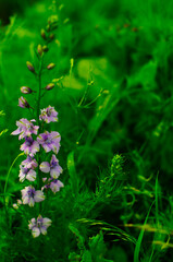 flowers in the garden