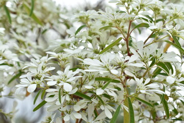 white flowers of the sky