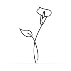 Doodle calla lilies icon isolated on white. Sketch flower. Hand drawing line art. Outline vector stock illustration. EPS 10 - obrazy, fototapety, plakaty