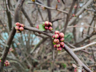buds of flowers and a leaf on a tree branch