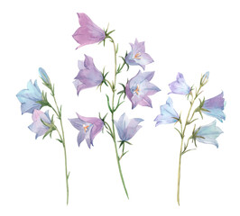Beautiful image with watercolor gentle bluebell flowers. Stock illustration.