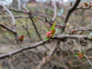 buds of flowers and a leaf on a tree branch