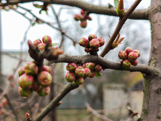 buds of flowers and a leaf on a tree branch