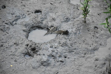 the fish in the ground