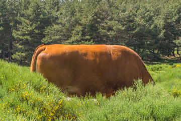 a cow hidden in the bushes