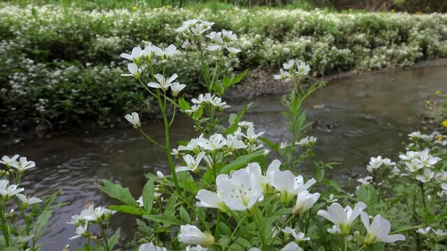 Large Bitter-Cress flowers (Cardamine amara) at the creek.