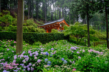 紫陽花と朱色の門