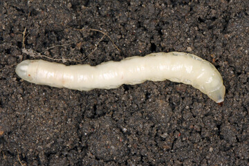 Larva on soil of Crane fly is a common name referring to any member of the insect family Tipulidae. It is significant pest in soil of many crops.