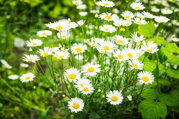 Beautiful white chamomile on the summer field. Selective focus. Shallow depth of field.