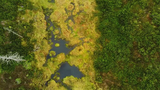 View of the swamp in the summer