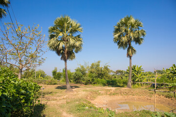 Fototapeta premium Two palm trees in the rural area of Bangladesh
